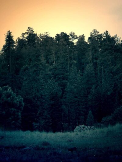 Short Film — "Static Bloom", still 5
